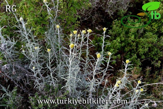 ssp barrellieri-Datça-Muğla