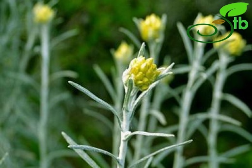 ssp barrellieri-Datça-Muğla