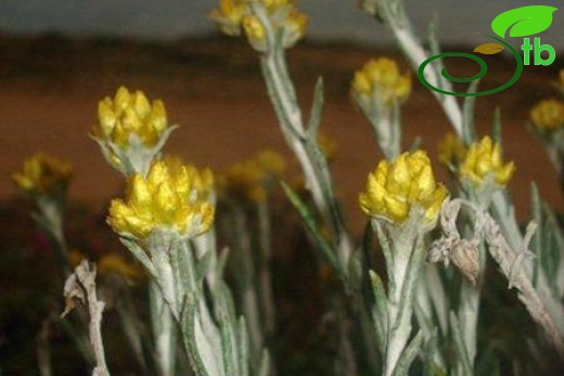 subsp. barrelieri-İtalya