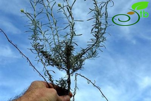 ssp barrellieri-Datça-Muğla