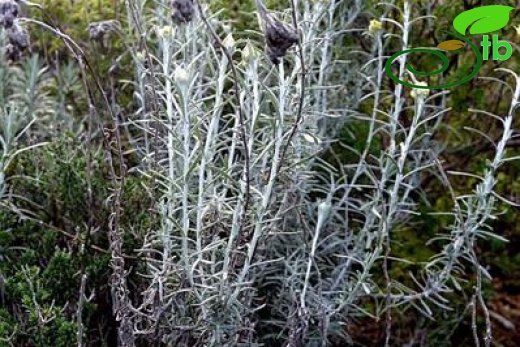 ssp barrellieri-Datça-Muğla