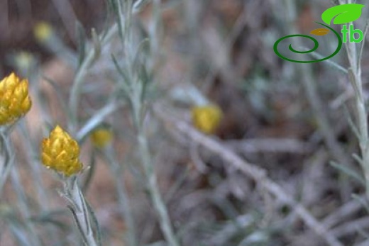 ssp barrellieri-Samandağı-Hatay