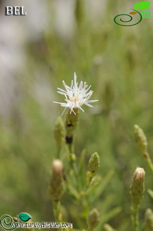 Boncuk dağları-Burdur