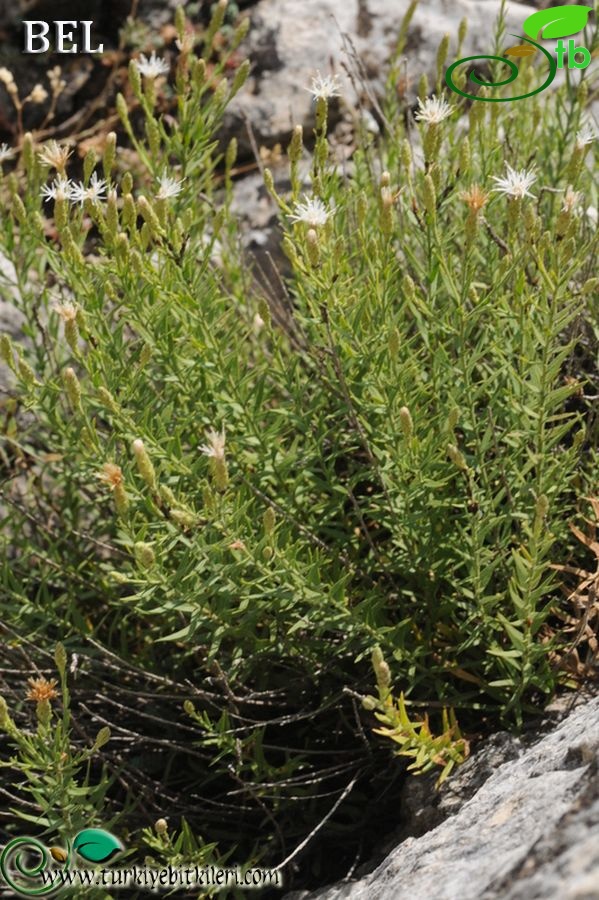 Boncuk dağları-Burdur