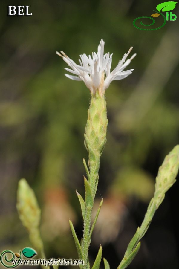 Boncuk dağları-Burdur