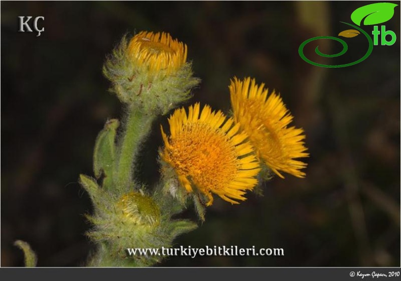 subsp. auriculata-Bozdağ-İzmir