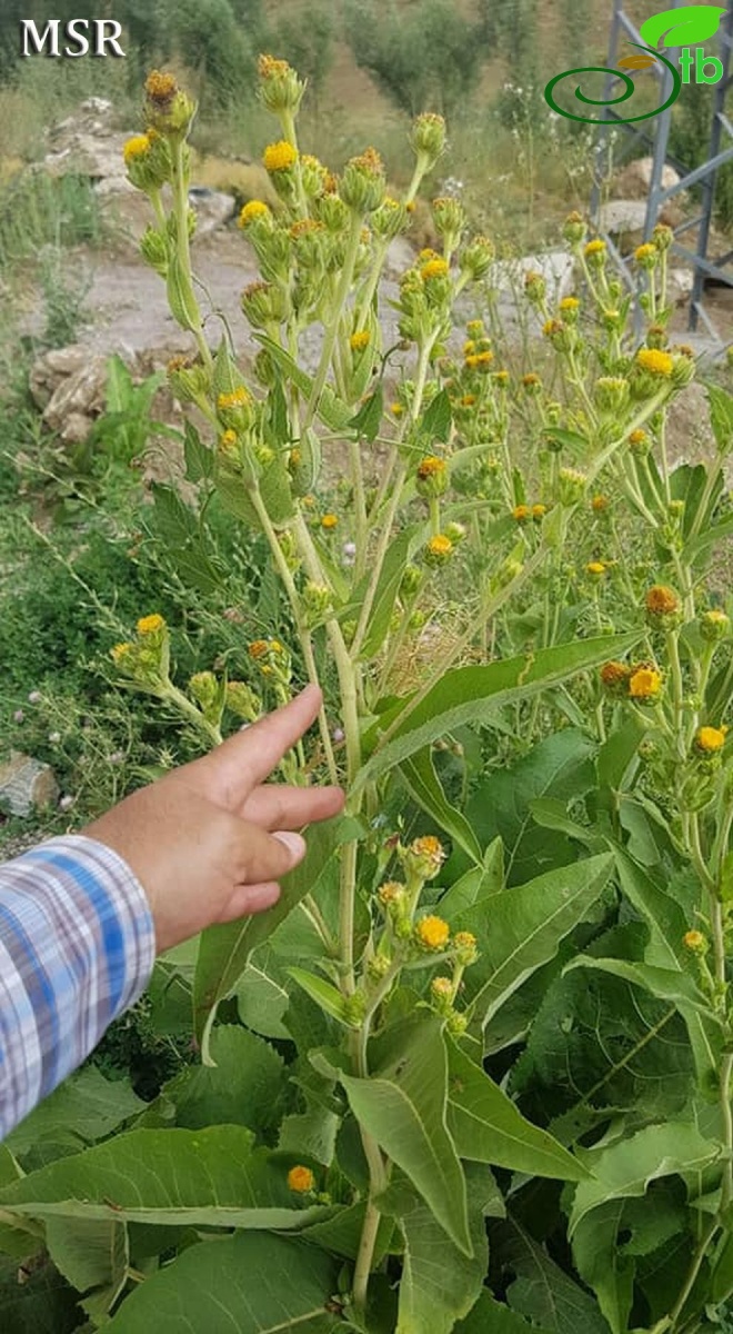 Ssp australis-Hakkari