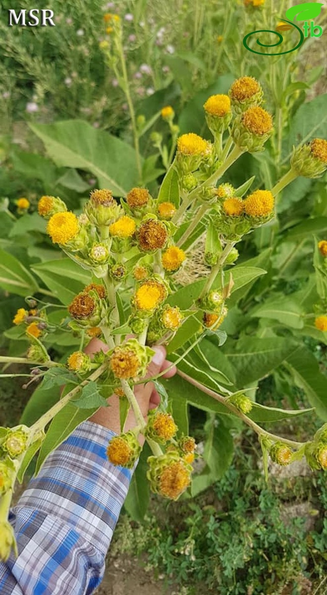 Ssp australis-Hakkari