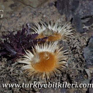 ssp pinnatisecta-Kaçkar dağları