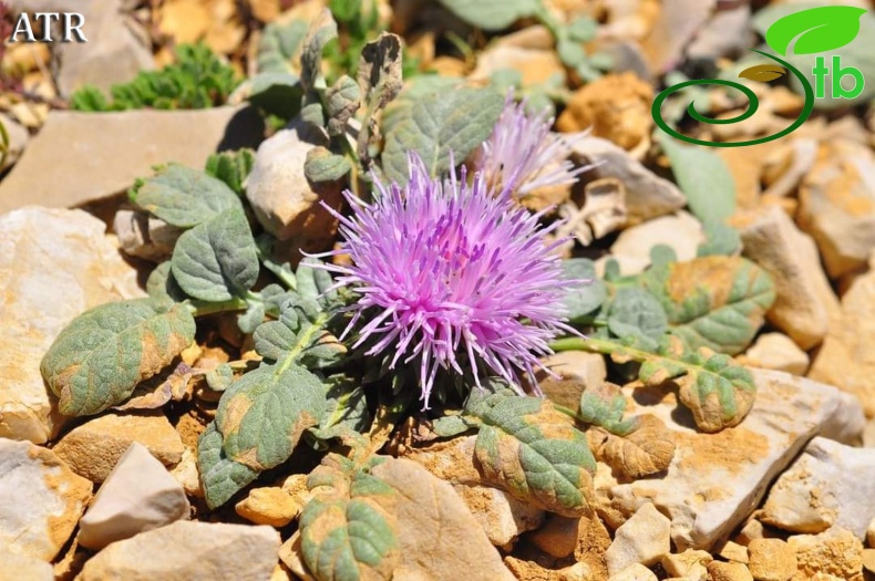 subsp. moschus- Gündoğmuş