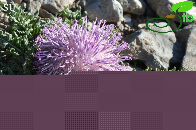 Ssp pinnatisecta-Kaçkar dağları