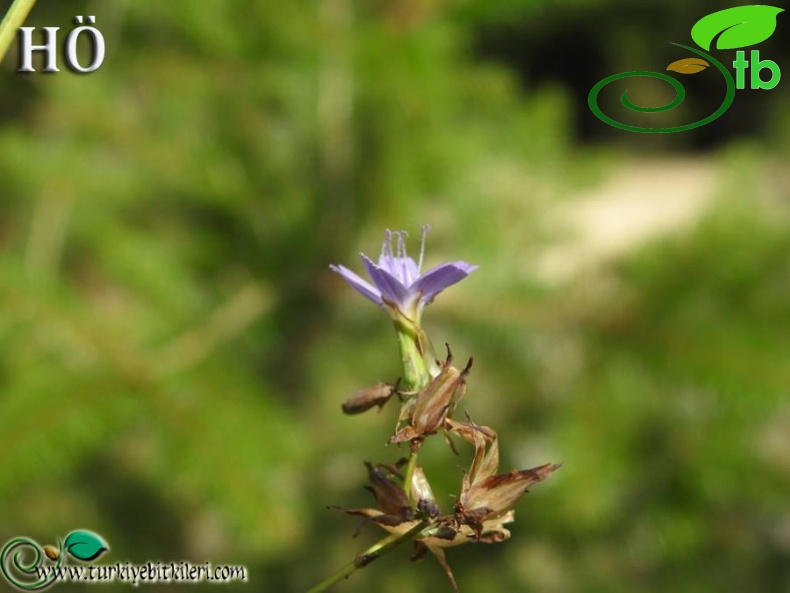 Gündoğmuş-Antalya