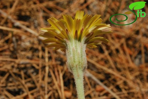 ssp oxylepis-Dirmil-Burdur
