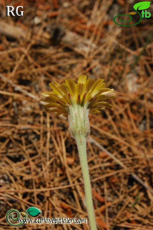 ssp oxylepis-Dirmil-Burdur