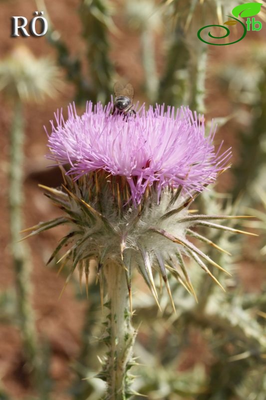 Girdev yaylası-Muğla