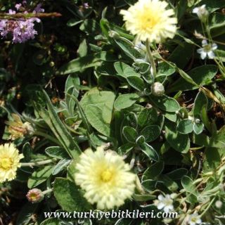 ssp testimonialis-Gerede-Bolu