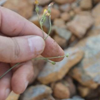 ssp piloselloides-Sandras dağı-Köyceğiz