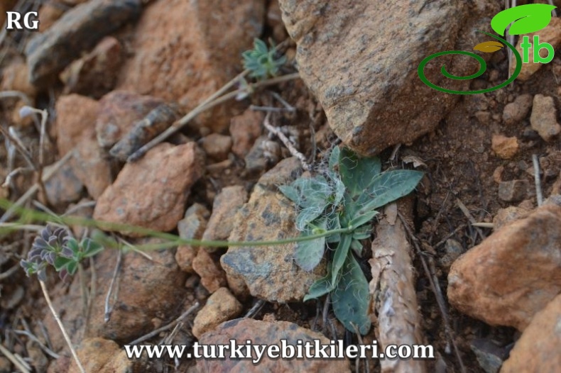 ssp piloselloides-Sandras dağı-Köyceğiz