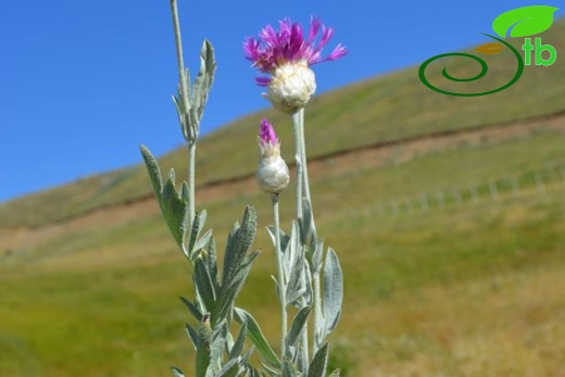 Erzincan