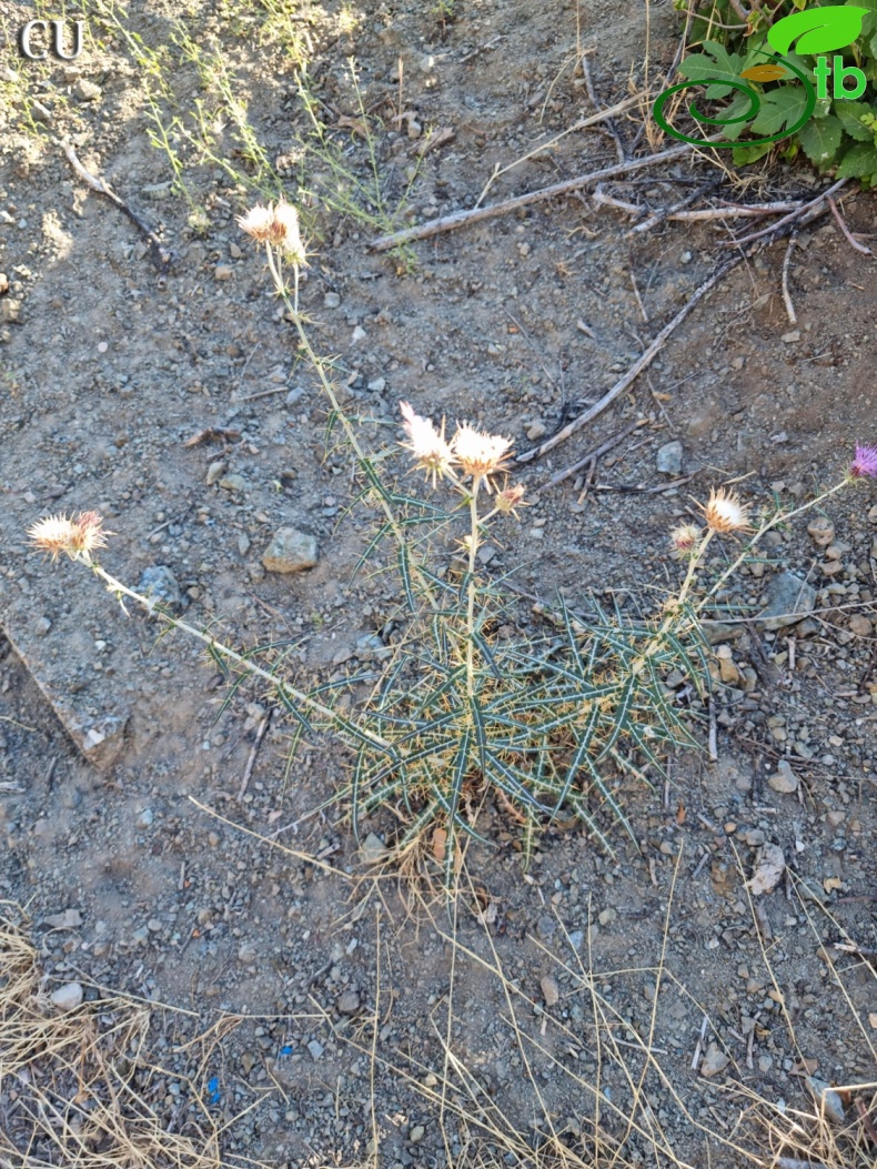 subsp. turcicus- Kahramanmaras