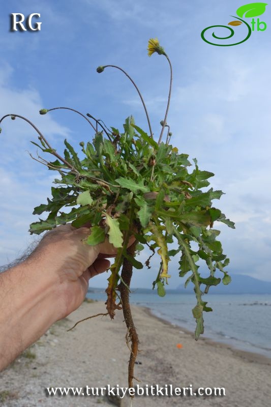 Datça-Muğla