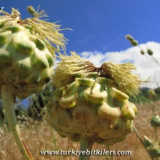 Fethiye-Muğla