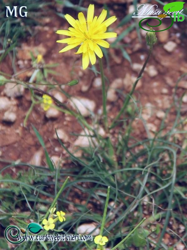 Mardin