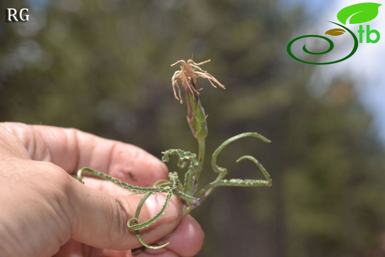 Sandras dağı-Köyceğiz
