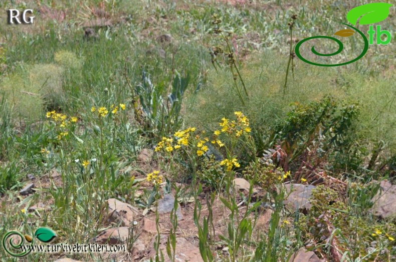 Hamurpet yaylası-Muş