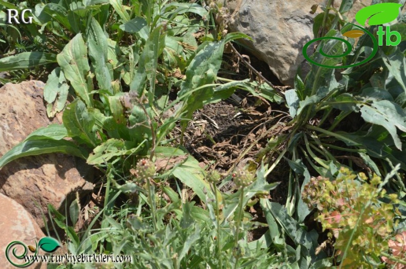 Hamurpet yaylası-Muş