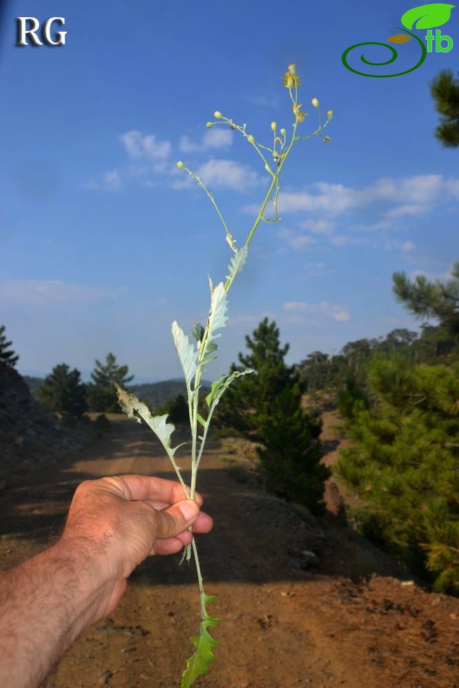 Sandras dağı-Köyceğiz