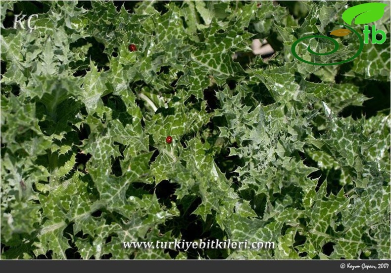 subsp. marianum- İzmir