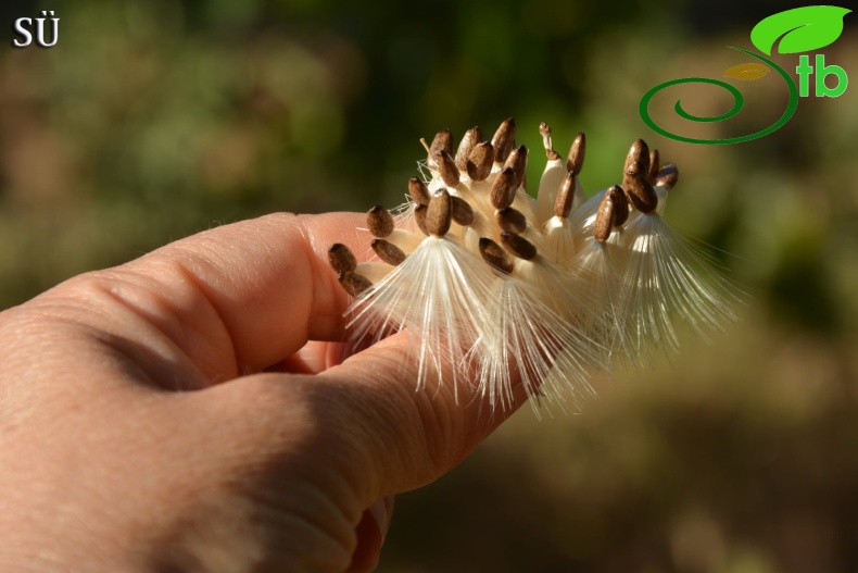 subsp. marianum-İzmir