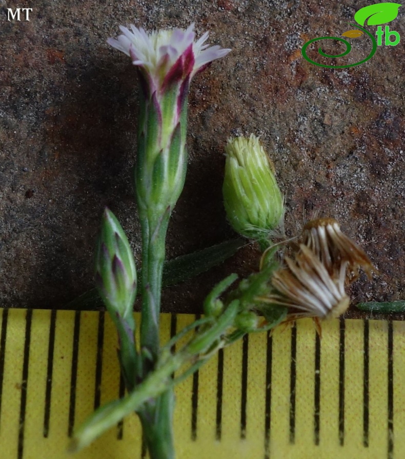 Symphyotrichum squamatum-Conyza canadensis