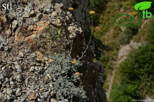 Ssp canum var canum-Artvin