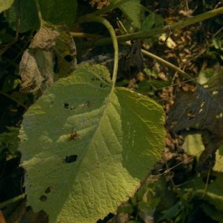Bolu