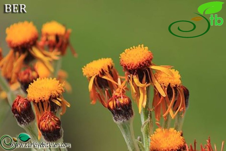 subsp. karsianus-İspir-Erzurum