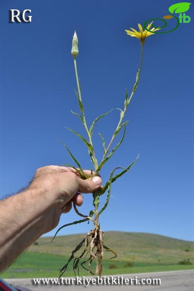 var. latifolius-Yıldız dağları-Sivas