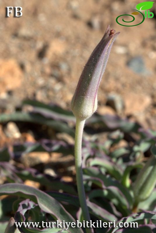Sandras dağı-Köyceğiz