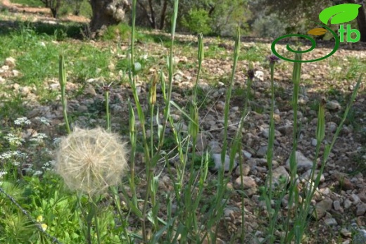 ssp longirostris-Datça-Muğla