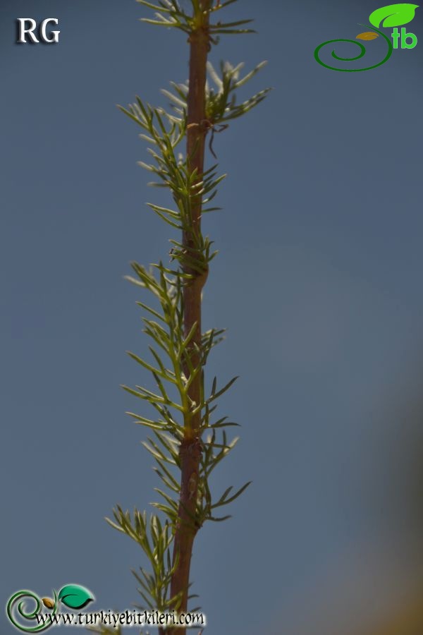 Karabel geçidi-Muğla