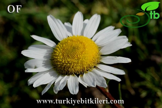 İsrail