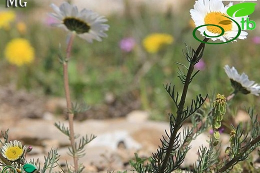 Mardin