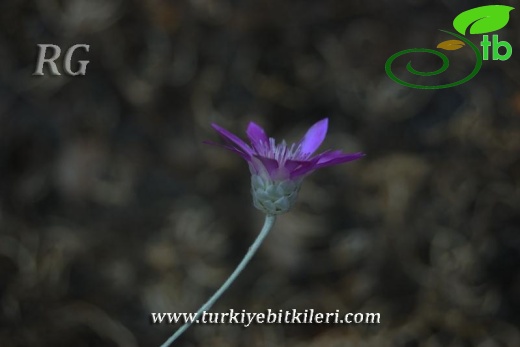 Kızılcahamam-Ankara