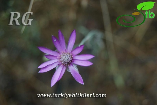 Kızılcahamam-Ankara