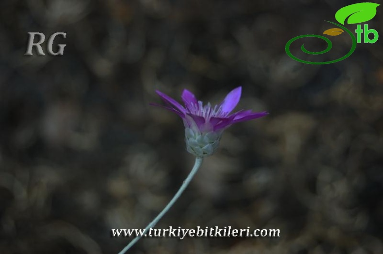 Kızılcahamam-Ankara