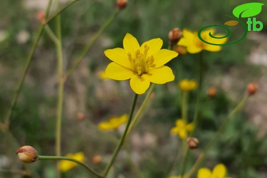 Erzincan