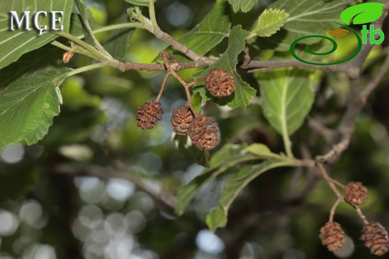 subsp. antitaurica-Osmaniye