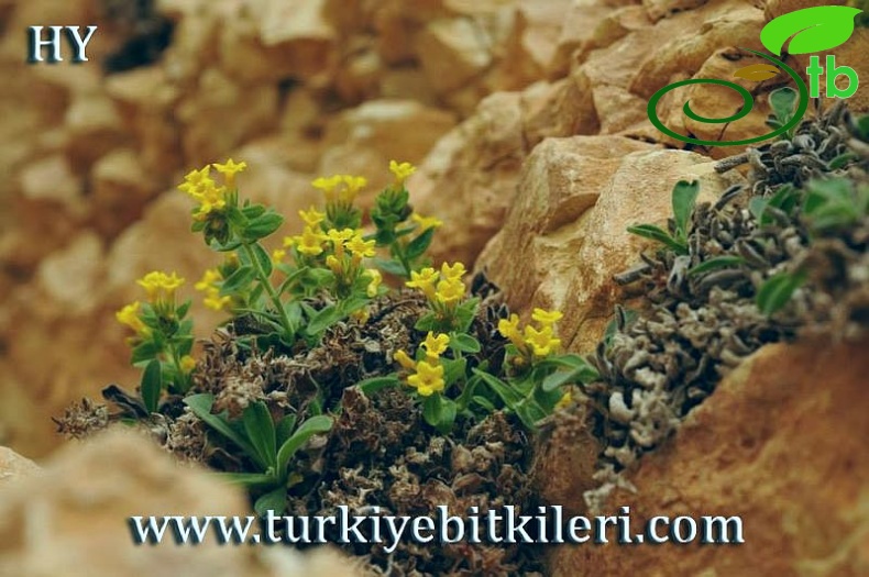 Malatya