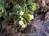 var leucantha